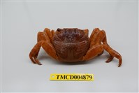 藏品(白紋方蟹)的圖片